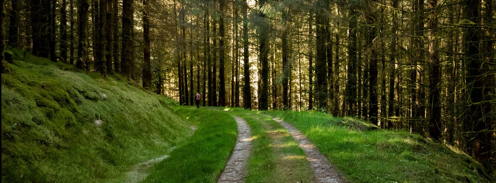 Glenbranter Forest